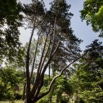 Opatovická borovice, foto Lenka Grossmannová