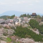 Kvetoucí sakury na hoře Jošino. Foto Tawashi2006