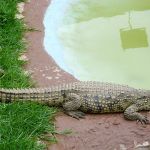 Párek krokodýlů. Foto Wikmedia Commons