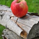 Vše dobré pochází ze země a jejího úrodného klína. Foto autor