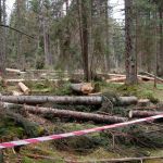 I poničený les má ještě šanci. Foto www.sumavanenaprodej.cz